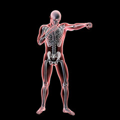 Anatomy of boxing sport, 3D illustration