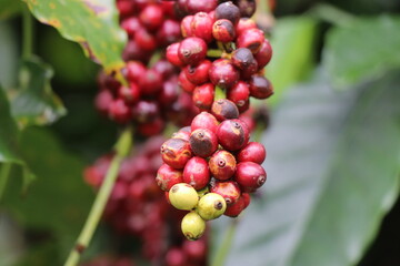 Bunch of ripen Robusta coffee ready to be harvested on an Organic coffee plantation