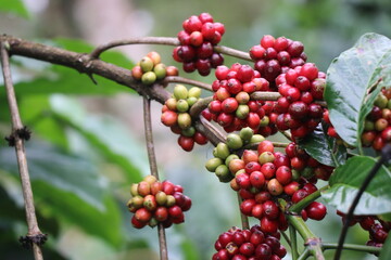 Coffee plant Branch with full of ripening coffee berries, Robusta cherries ready to be picked
