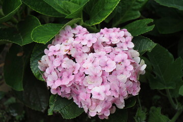 Hydrangea or hortensia plant with blooming pink flowers, Winter flowers with natural green leaf background