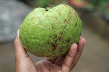 Fresh guava fruit which is largely held on a hand, Organic guava after harvesting