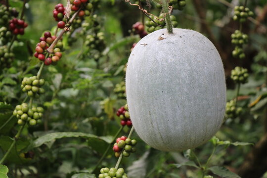 Winter melon or ash gourd is a sambar ingredient in Indian food growing on a plant, Benincasa hispida or ash melon growth