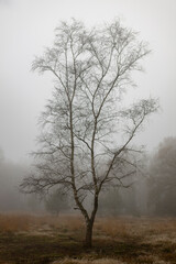 Isolated solitary barren birch tree early morning misty dew drops in moorland environment with silhouetted branches reaching into the white foggy void