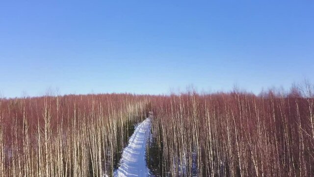 Winter landscape from the height of the throne . Clip. Tall birches and small green Christmas trees on the background of a white road that stand in a row next to each other against the background of a