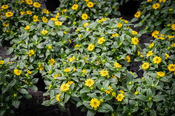 Topfblume mit kleinen gelben Blüten.