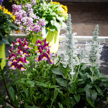 Unterschiedlich blühende Topfblumen in einer Gärtnerei.