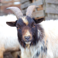 Retrato de cabeza de macho de cabra enana