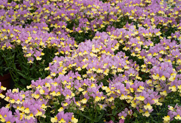 Blütenmeer in einer Gärtnerei.