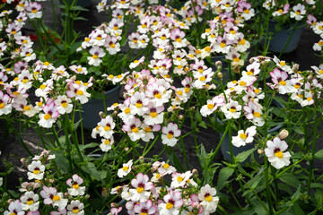 Topfblumen mit kleinen bl&uuml;henden Bl&uuml;ten.