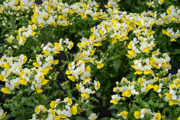 Topfblumen mit kleinen blühenden Blüten.