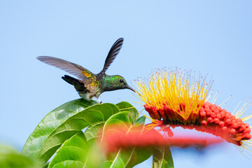Glittering green Copper-rumped hummingbird feeding on a tropical Combretum flower isolated against the blue sky.
