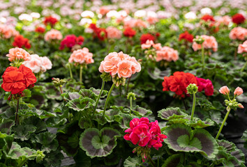 Viele blühende Blumen zum Verkauf in einer Gärtnerei.