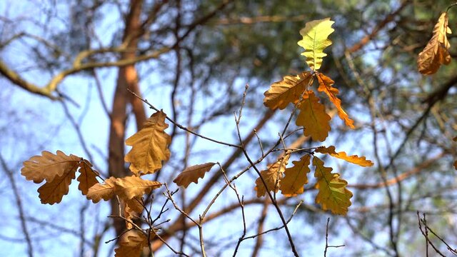 Rare brown-yellow leaves on an oak tree by autumn.