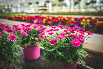 Fototapeta na wymiar Blühende pinkfarbene Blumen in einer Gärtnerei.