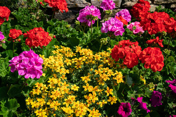 Fototapeta premium Farbenvielfalt - blühende Gartenblumen.