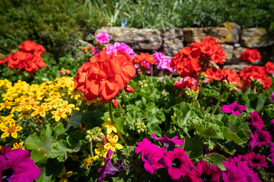 Farbenvielfalt - bl&uuml;hende Gartenblumen.