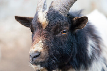 Cabeza y cara de cabra enana en primer plano
