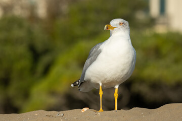 A yellow legged gull standing on a pile of sand