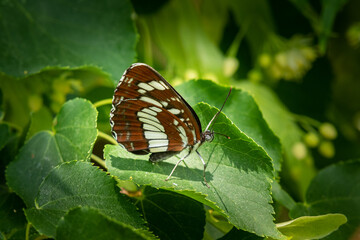 A Hungarian glider butterfly sitting on a tree