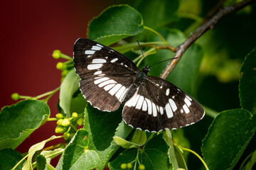 Fototapeta na wymiar A Hungarian glider butterfly sitting on a tree