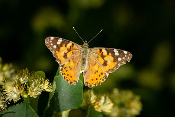 A painted lady butterfly sitting on a tree