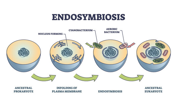 Endosymbiosis process stages with symbiotic living organisms outline diagram. Labeled educational biological evolution theory steps with ancestral prokaryote evolving and eukaryote vector illustration