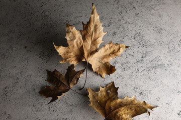 Foglie di platano secche, still life