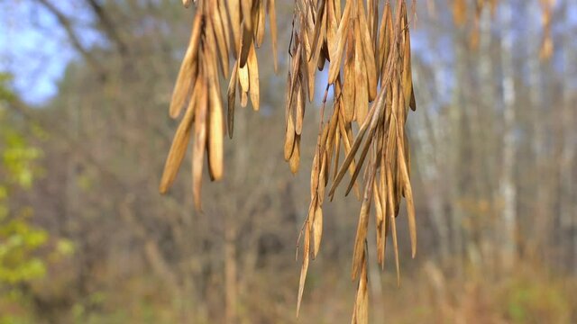 Closeup of European ash helicopter seeds. 
