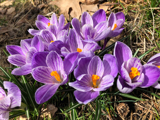 Fototapeta premium purple crocus