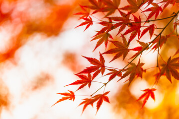 日本の秋の美しい紅葉