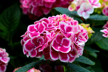 Pink flowering hydrangea in the park, background.