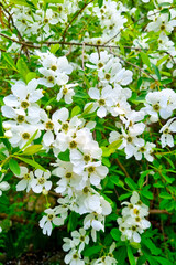 A cherry or plum blossoming branch in the garden in the spring. The background of nature.