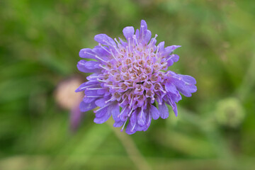 purple flower