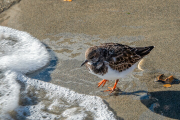 beautiful turnstone in the beach by the sea