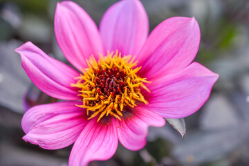 Fototapeta premium pinke Dahlie