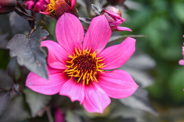 Obraz premium Dahlie