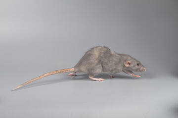 A gray rat runs away from danger on a gray background