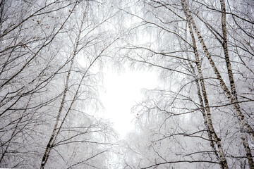 Snow-covered branches in the winter park