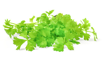 Cilantro herb isolated on white background