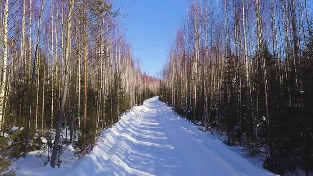 Winter landscape from the height of the throne . Clip. Tall birches and small green Christmas trees on the background of a white road that stand in a row next to each other against the background of a