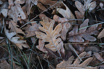 Hoarfrost on fallen leaves