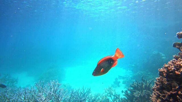 Scuba Diving in Great Barrier Reef. Tropical fish in corals of Australia sea
