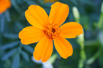 einfache Studentenblume