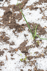 graupel on the onion plant, hail damage