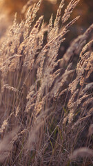 Pampas Grass outdoor. Abstract background with trendy dry reed. Soft focus, blurred background