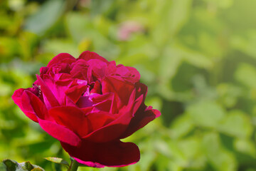A flowering bud of a burgundy rose in the garden. The background of nature. Fragrant smell. It is used in perfumery.