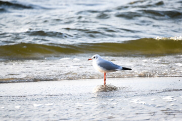 Seagull at the sea coast , freedom concept photo