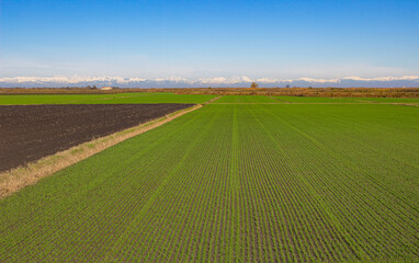 Fototapeta na wymiar Winter landscape of the Po Valley. Freshly sprouted wheat field with the backdrop of snow capped mountains. Green plants placed in vertical rows. 