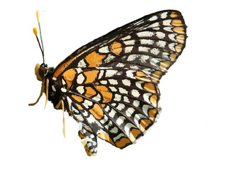 Baltimore Checkerspot Butterfly, the official state insect of the U.S. State of Maryland since 1973.