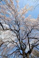 本満寺の枝垂れ桜
